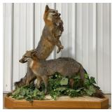 2 Gray Fox Full Body Taxidermy Mount