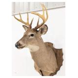 8-Point Whitetail Deer Shoulder Mount Taxidermy