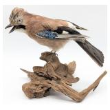 Eurasian Jay Bird Full Body Taxidermy Mount on  Dr
