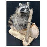Full Body Raccoon in a Birch Bark Canoe Taxidermy