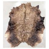 American Buffalo Taxidermy Hide