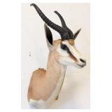 Springbok Shoulder Mount Taxidermy