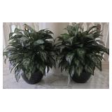 2 Artificial Silver Queen in 10" Planters