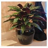 Faux Aspidistra Plant With Gloss Black Ceramic Pla