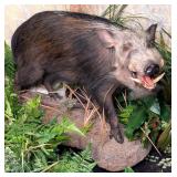 African Bushpig Full Body Taxidermy Mount on Rolli