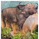 Rare African Cape Buffalo Full Body Taxidermy Moun