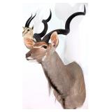 African Greater Kudu Shoulder Mount Taxidermy