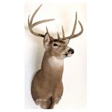 8 Point Whitetail Deer Free Range Shoulder Mount T