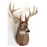 13 Point Whitetail Deer Free Range Shoulder Mount