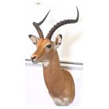 African Impala Shoulder Mount Taxidermy
