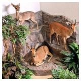 (2) KirkÕs Dik-Dik & Male Oribi Full Body Taxiderm