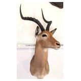 African Impala Shoulder Mount Taxidermy