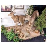 (2) Large Running Mule Deer on Rolling Habitat Bas