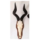 African Hartebeest European Taxidermy Skull Mount