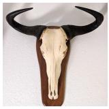 African Blue Wildebeest European Taxidermy Skull M
