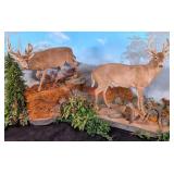 (2) Non-Typical Whitetail Deer Rolling Taxidermy D