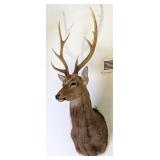 8 Point Sika Deer Shoulder Mount Taxidermy