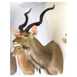Greater Kudu Shoulder Mount Taxidermy