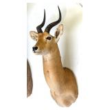 Reedbuck Shoulder Mount Taxidermy