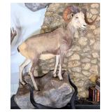 Stone Sheep Full Body Taxidermy Wall Mount on Habi