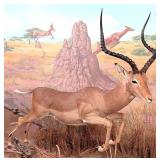 SCI GOLD MEDAL East African Impala Full Body Mount