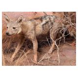 African Black Backed Jackal Full Body Taxidermy Mo