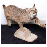 Bobcat Full Body Taxidermy Mount