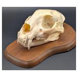 Jonas Bros. African Leopard Skull Taxidermy Mount