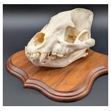 SCI RECORD BOOK Hyena Taxidermy Skull Mount on Eur