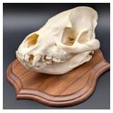 SCI RECORD BOOK Hyena Taxidermy Skull Mount on Eur