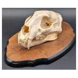 SCI SILVER MEDAL CLASS African Leopard Skull Taxid
