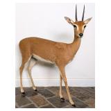 Male Oribi Full Body Taxidermy Mount on Habitat Ba