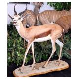 Cape Springbok Full Body Taxidermy Mount on Rollin
