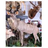 SCI GOLD MEDAL Greater Kudu Full Body Taxidermy Mo