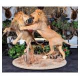 Fighting African Male Lions Full Body Taxidermy Ro