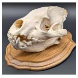 Hyena Taxidermy Skull Mount on European Style Wood