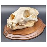 SCI SILVER MEDAL CLASS African Leopard Skull Taxid