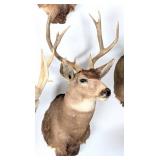 9 Point Mule Deer Shoulder Mount Taxidermy