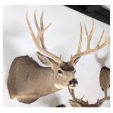 10 Point Mule Deer Shoulder Mount Taxidermy