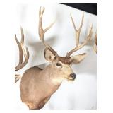 8 Point Mule Deer Shoulder Mount Taxidermy