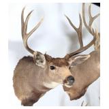 8 Point Mule Deer Shoulder Mount Taxidermy