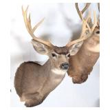 8 Point Mule Deer Shoulder Mount Taxidermy