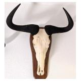 African Blue Wildebeest European Taxidermy Skull M