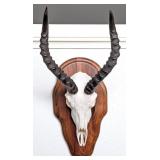 African Impala European Taxidermy Skull Mount on W