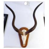 African Greater Kudu European Taxidermy Skull Moun