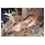 Barren Ground Caribou Full Body Taxidermy Mount in