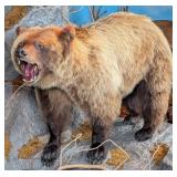 Alaskan Grizzly Bear Full Body Taxidermy Mount No