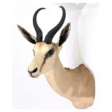 Springbok Shoulder Mount Taxidermy