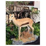 ThomsonÕs Gazelle Full Body Taxidermy Mount on Rol