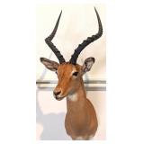 African Impala Shoulder Mount Taxidermy